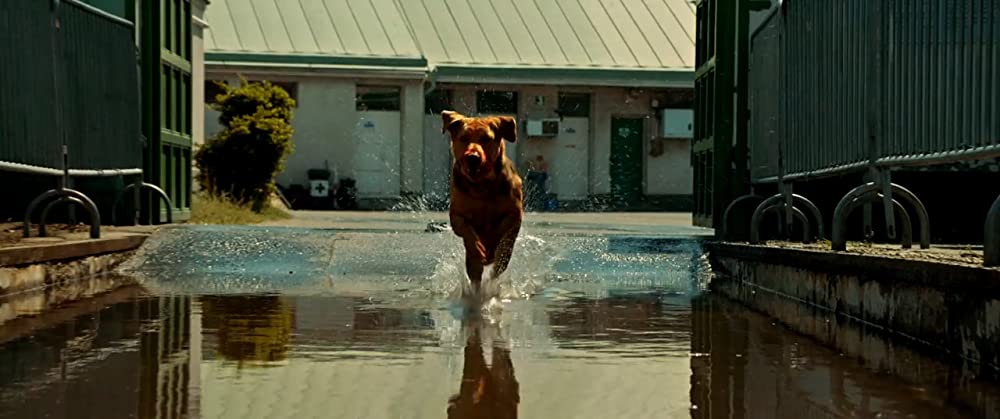 ホワイト・ゴッド 少女と犬の狂詩曲の画像