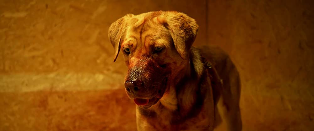 ホワイト・ゴッド 少女と犬の狂詩曲の画像