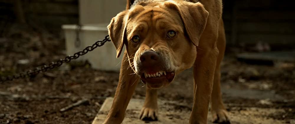 ホワイト・ゴッド 少女と犬の狂詩曲の画像