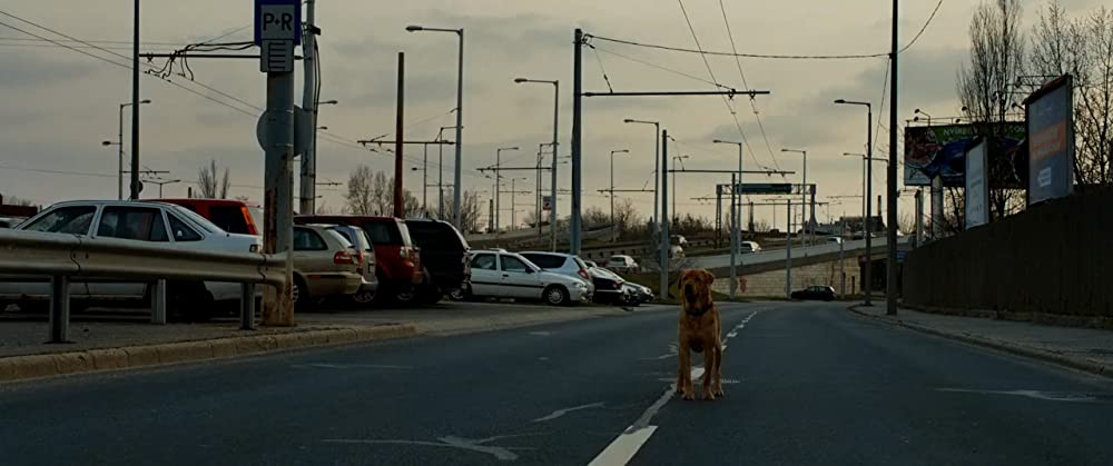 ホワイト・ゴッド 少女と犬の狂詩曲の画像