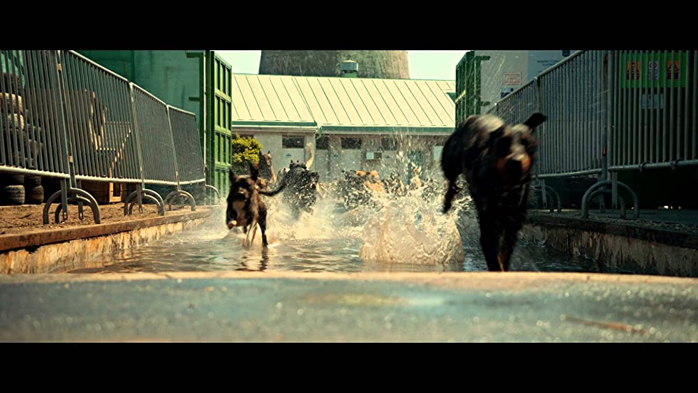 ホワイト・ゴッド 少女と犬の狂詩曲の画像