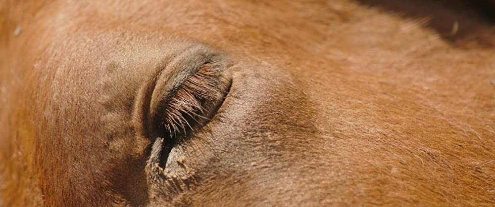 禁じられた歌声の画像