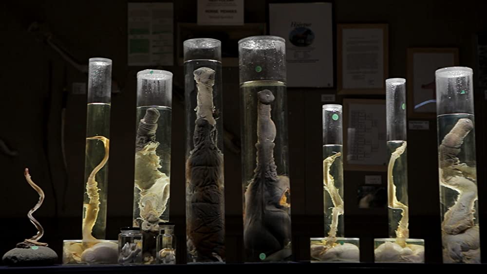 最後の1本 ペニス博物館の珍コレクションの画像