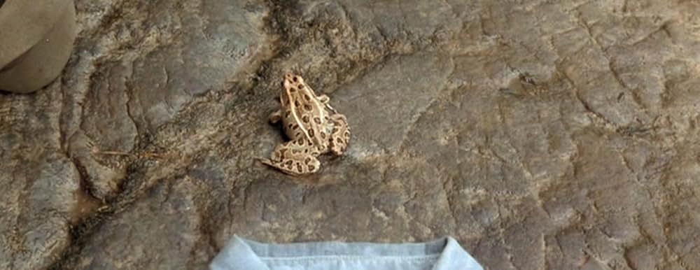 「オー・ブラザー！」の画像