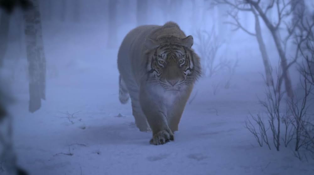 「タイガー・マウンテン 雪原の死闘」の画像