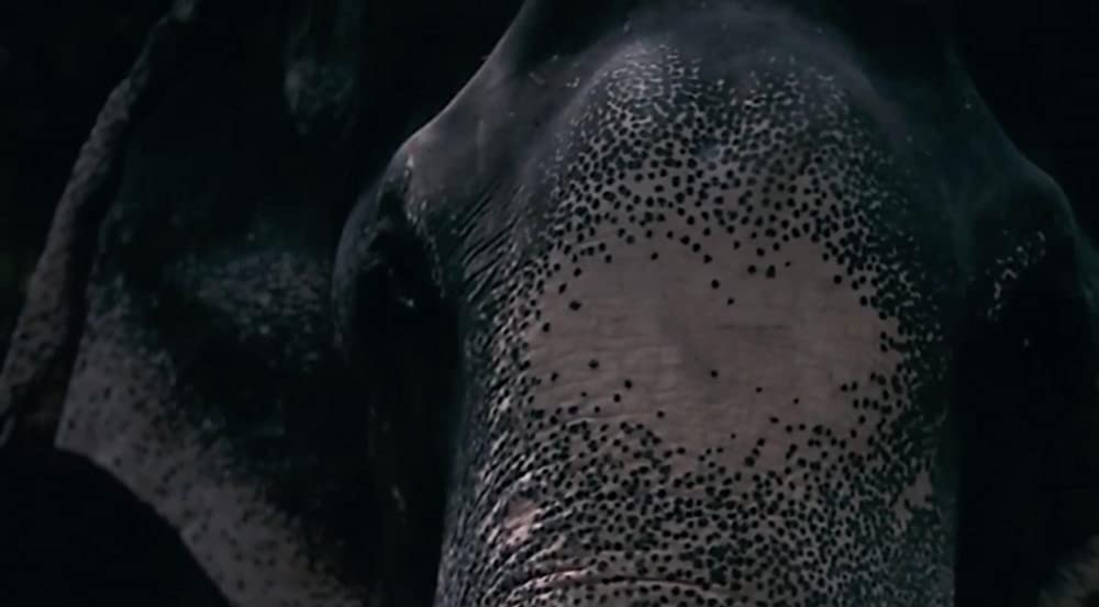 ディーパンの闘いの画像