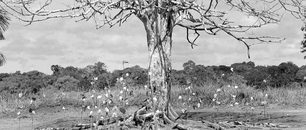 彷徨える河の画像