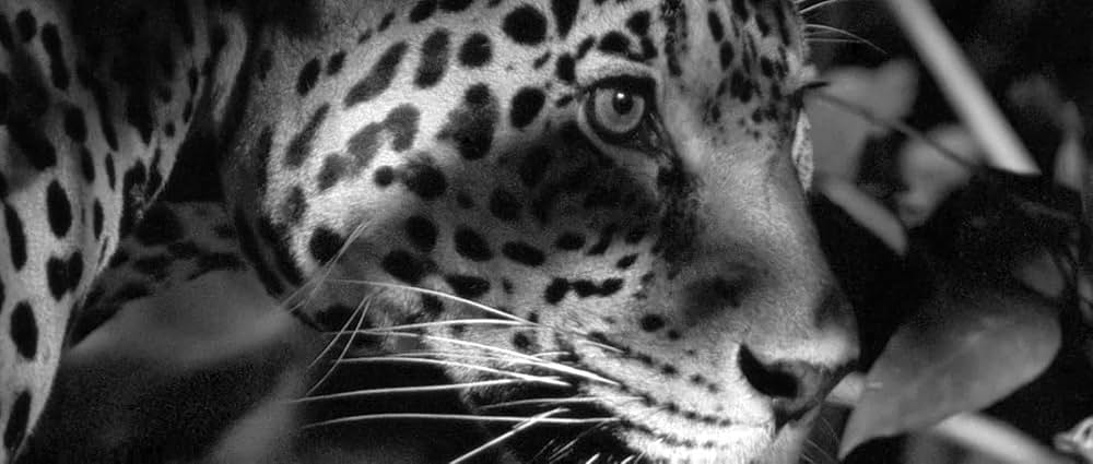 彷徨える河の画像