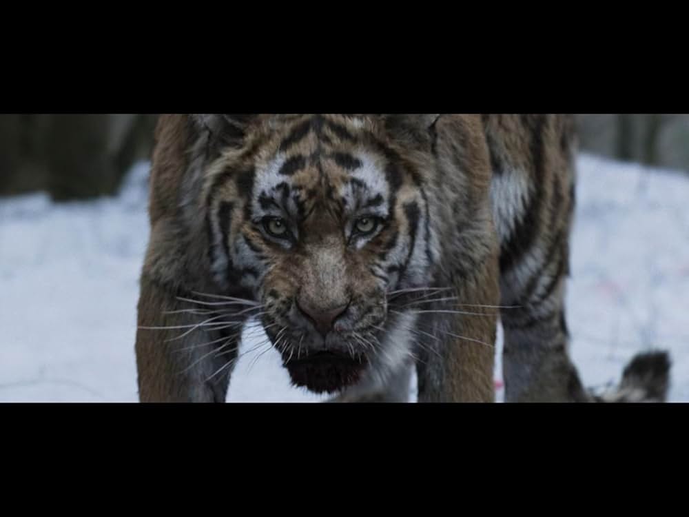 隻眼の虎の画像