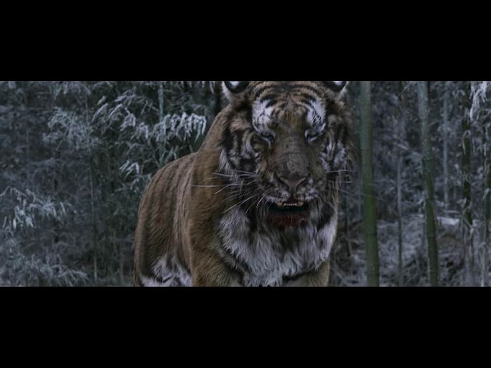 隻眼の虎の画像