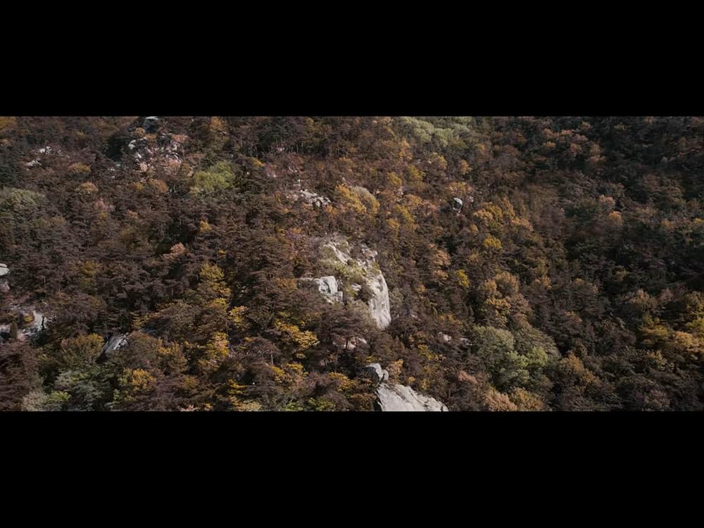 隻眼の虎の画像