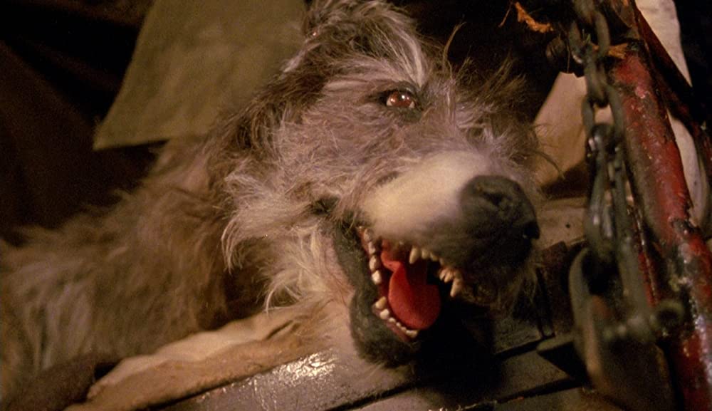 ホドロフスキーの虹泥棒の画像