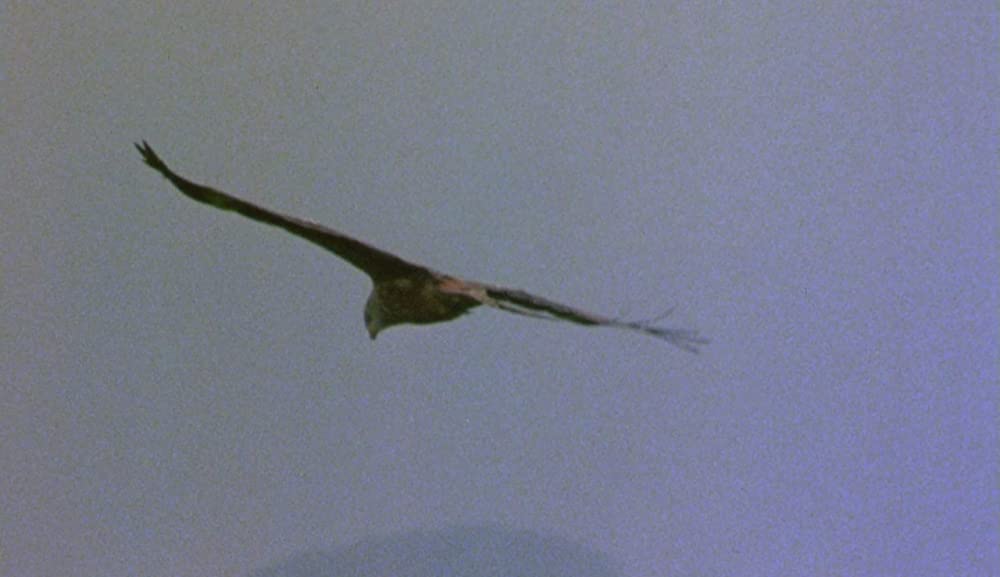 ホドロフスキーの虹泥棒の画像