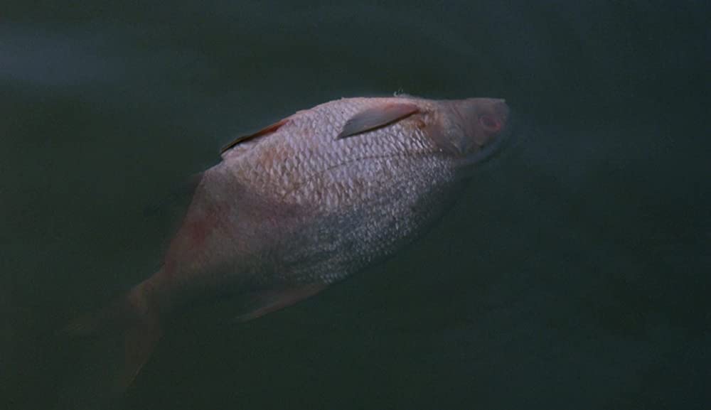 ホドロフスキーの虹泥棒の画像