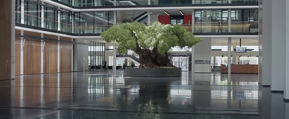 オリーブの樹は呼んでいるの画像