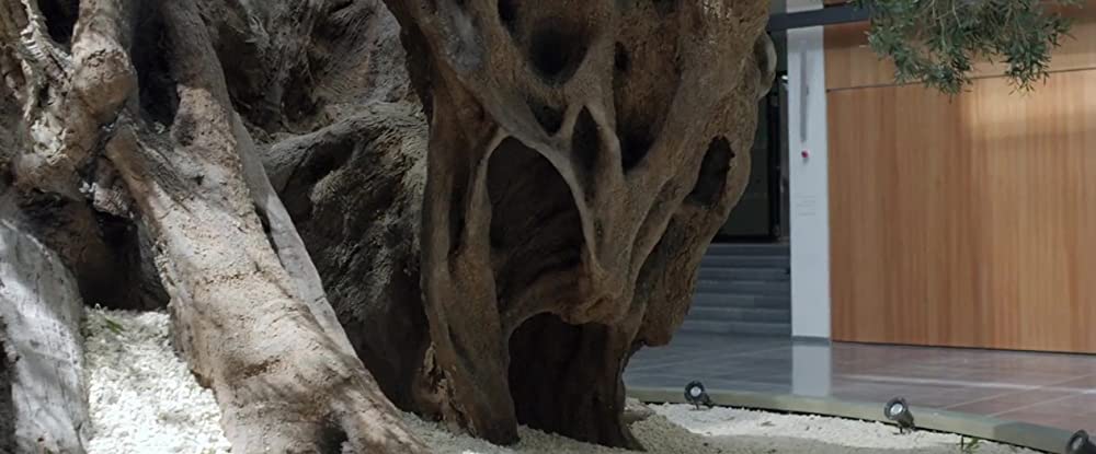 オリーブの樹は呼んでいるの画像