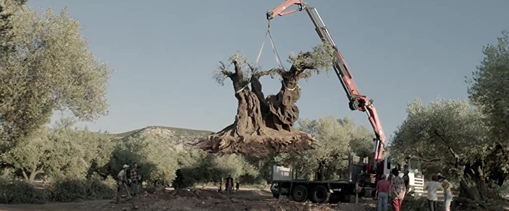 オリーブの樹は呼んでいるの画像