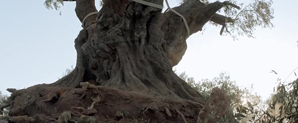 オリーブの樹は呼んでいるの画像