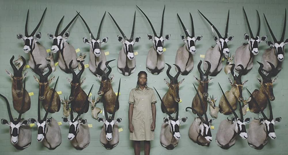 サファリの画像