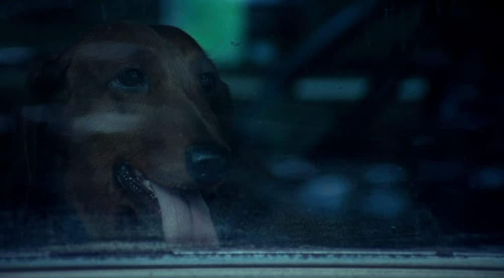 「トッド・ソロンズの子犬物語」の画像