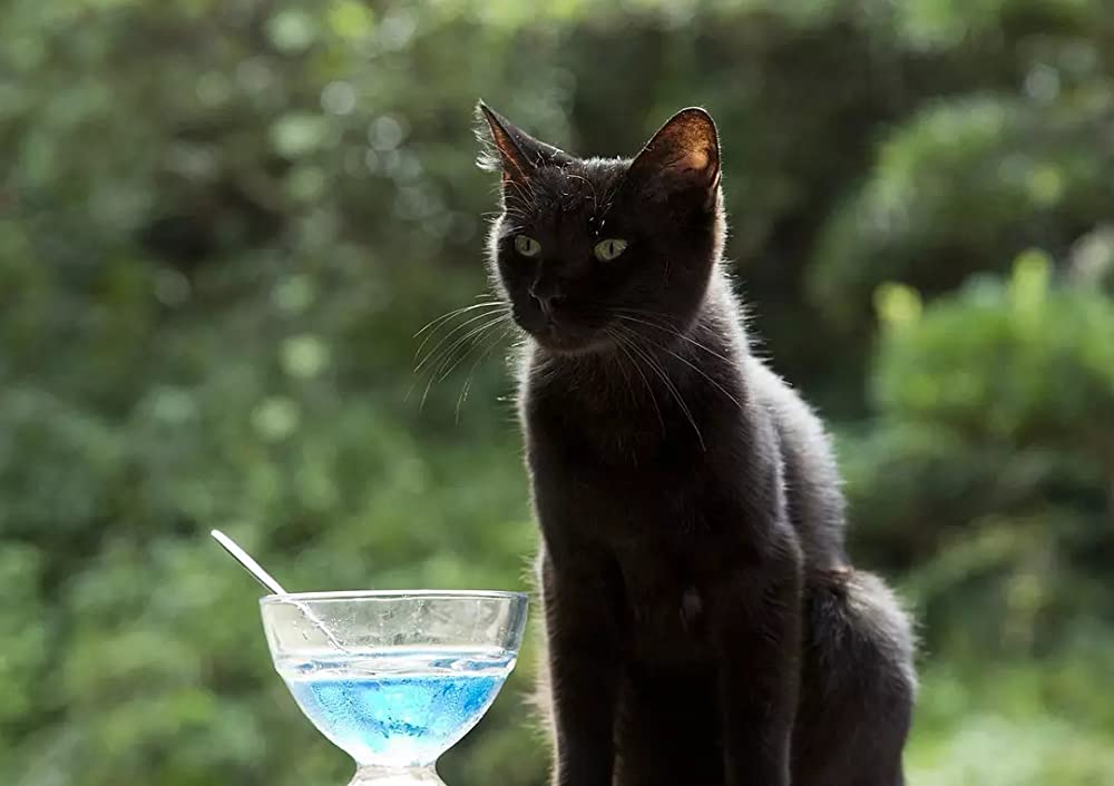 ねこあつめの家の画像