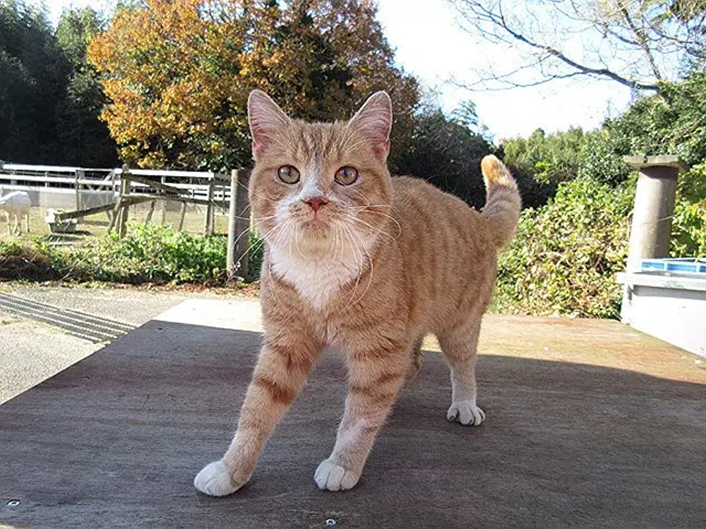 ねこあつめの家の画像
