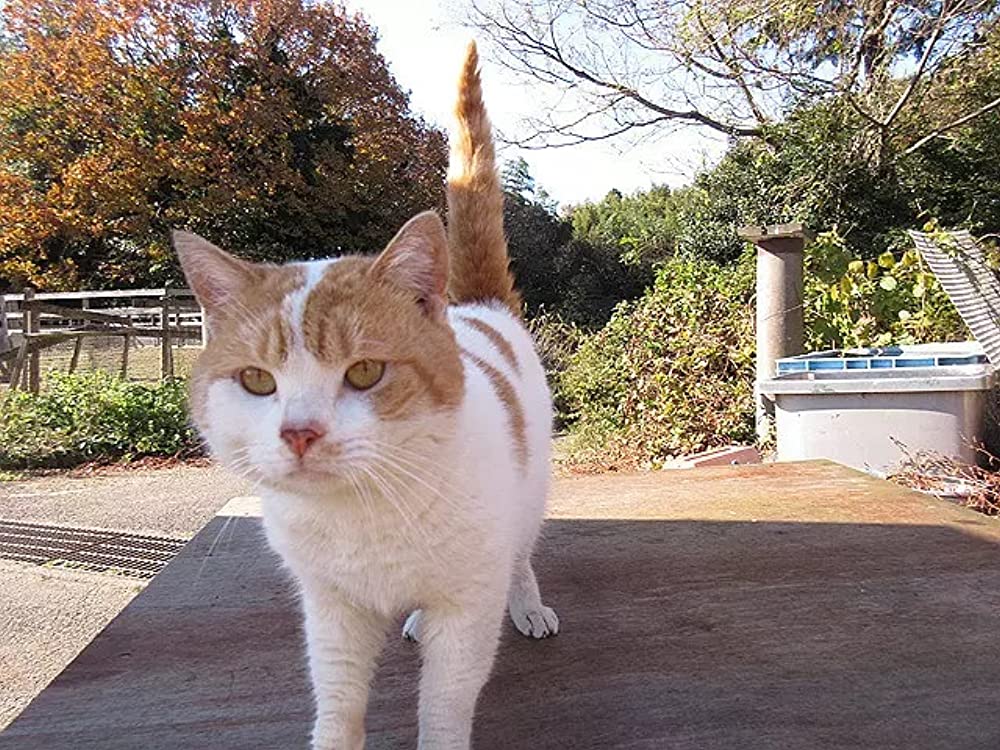ねこあつめの家の画像