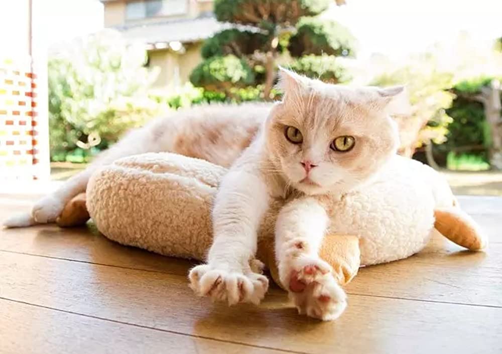 ねこあつめの家の画像