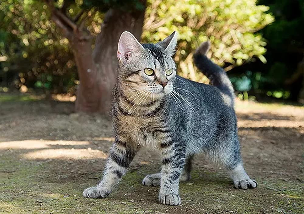 ねこあつめの家の画像