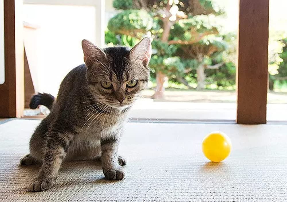 ねこあつめの家の画像