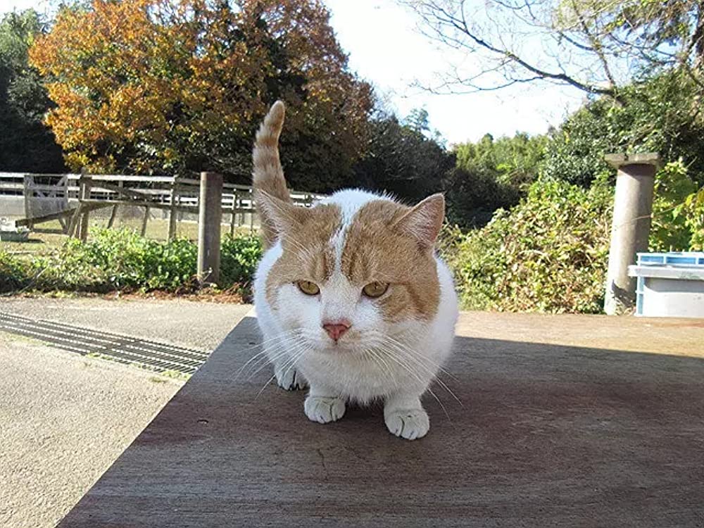 ねこあつめの家の画像