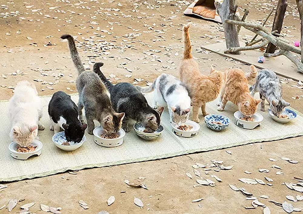 「ねこあつめの家」の画像