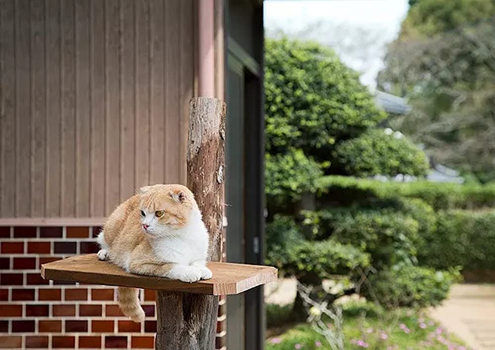 ねこあつめの家の画像