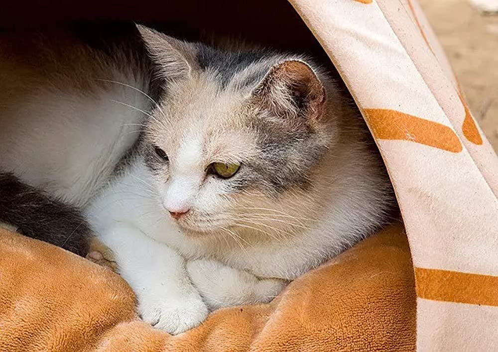 ねこあつめの家の画像