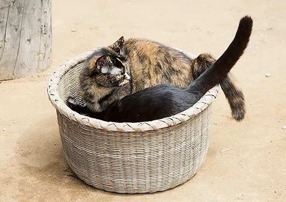 ねこあつめの家の画像