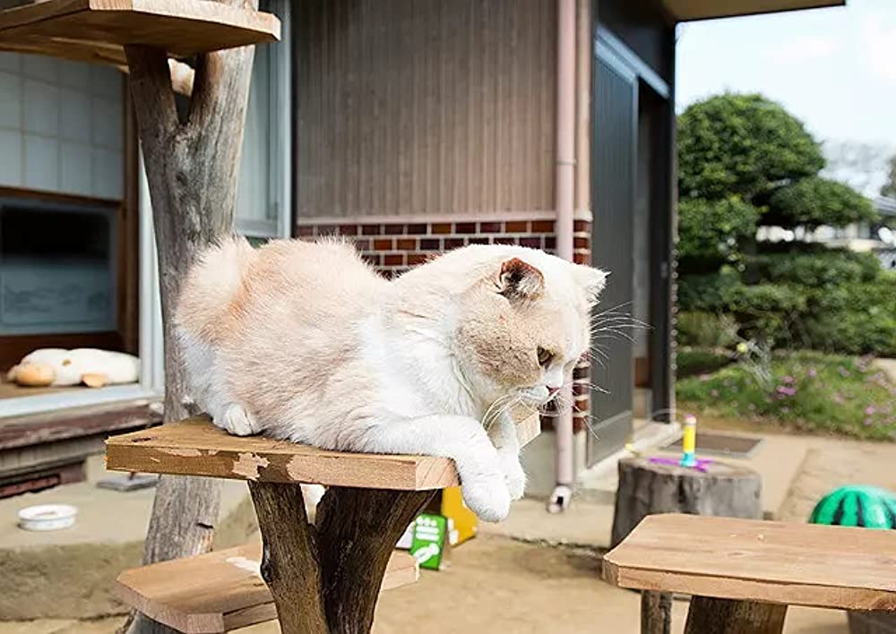 ねこあつめの家の画像