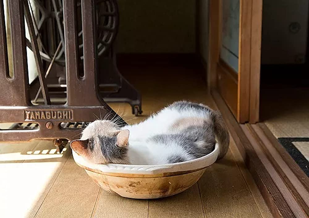 ねこあつめの家の画像