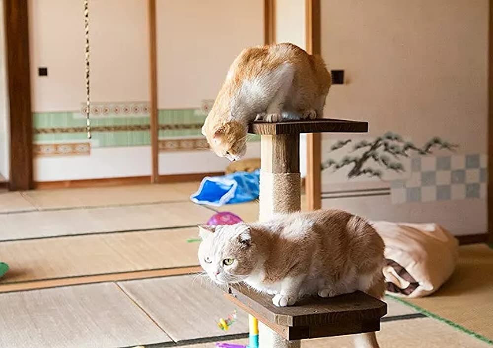 ねこあつめの家の画像