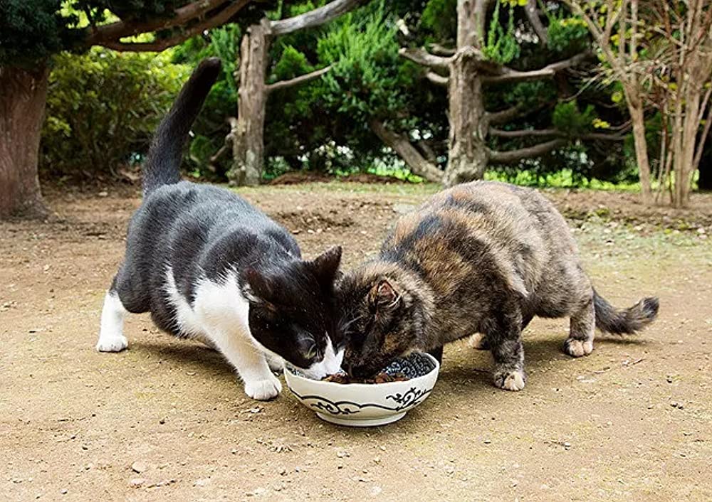 「ねこあつめの家」の画像