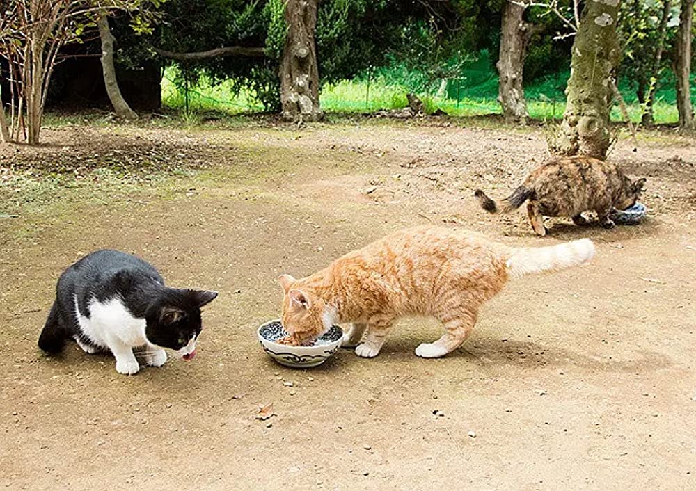 「ねこあつめの家」の画像