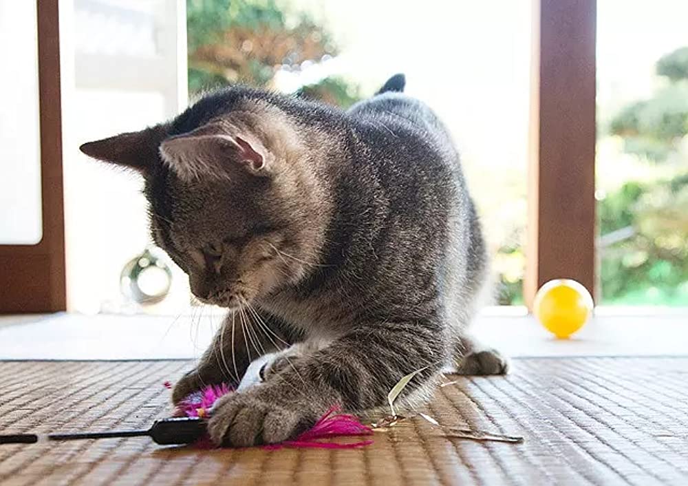 ねこあつめの家の画像