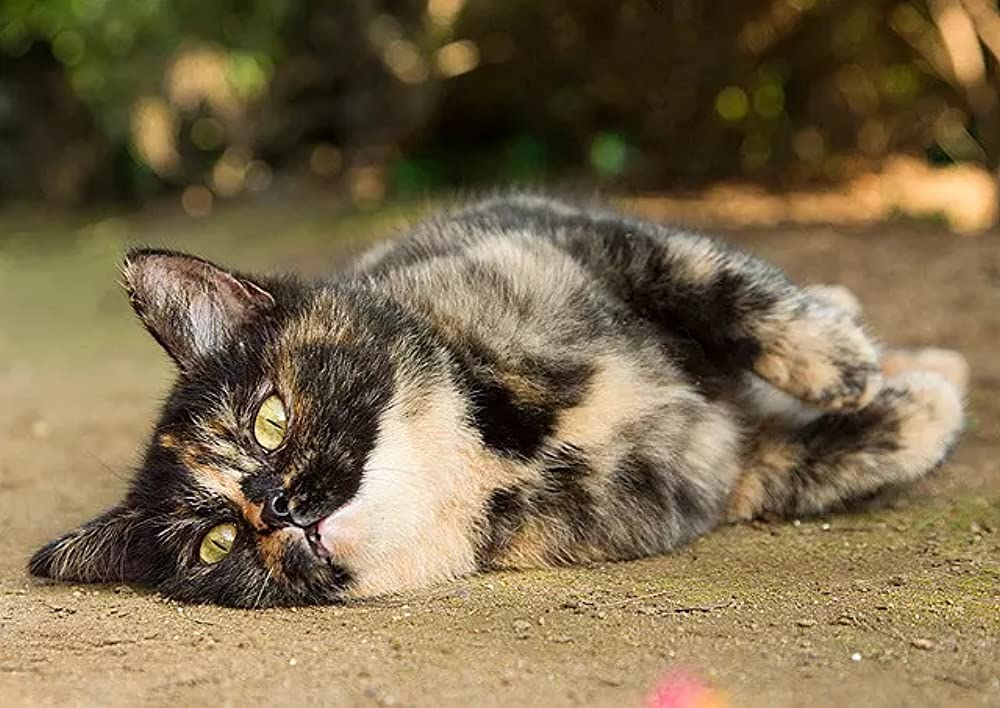 ねこあつめの家の画像