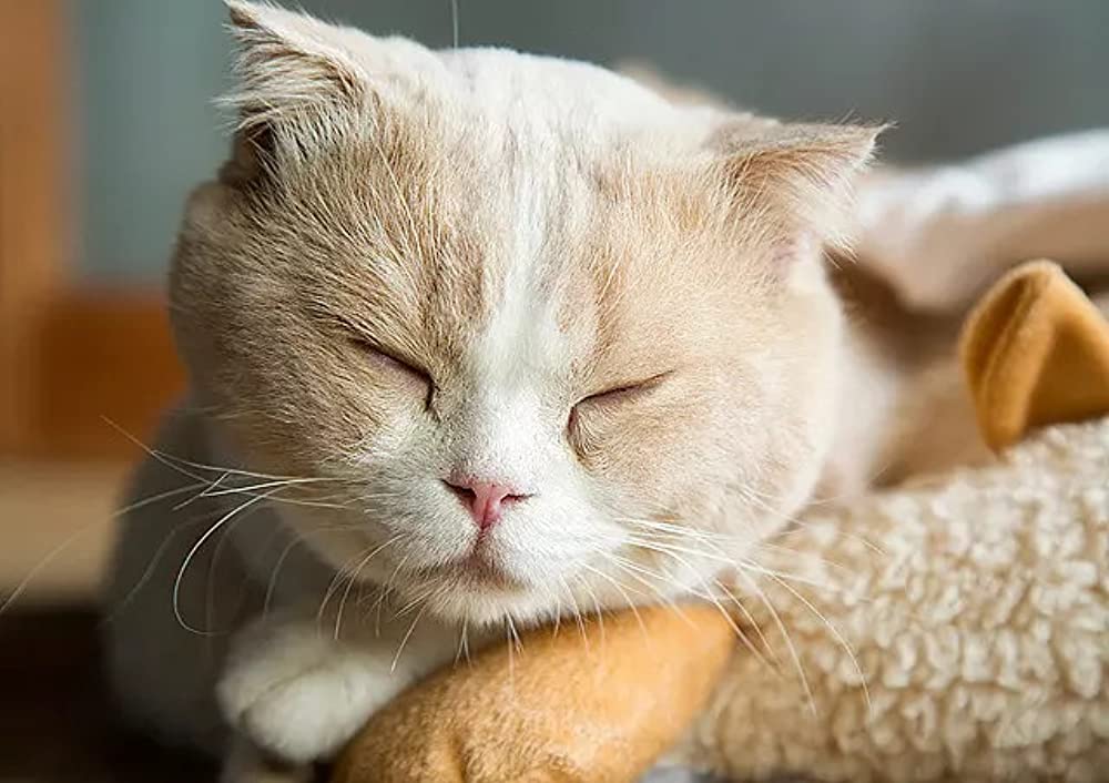 ねこあつめの家の画像