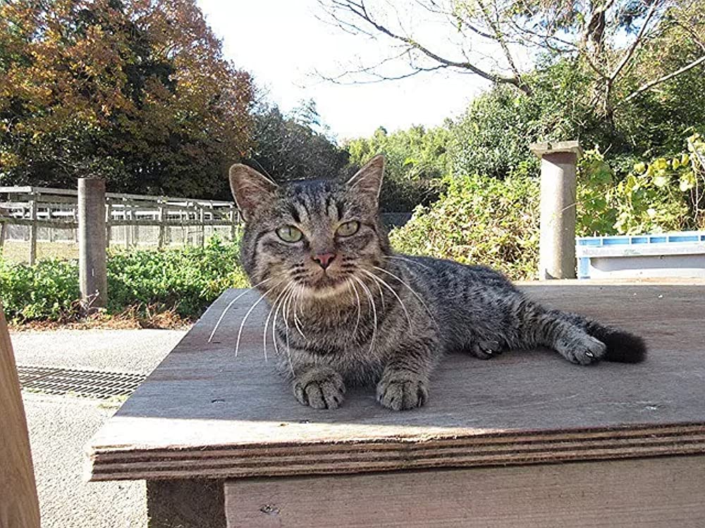 ねこあつめの家の画像