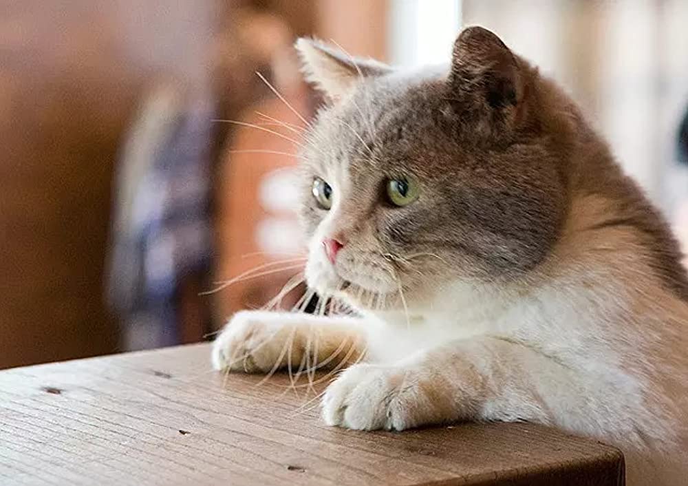 ねこあつめの家の画像