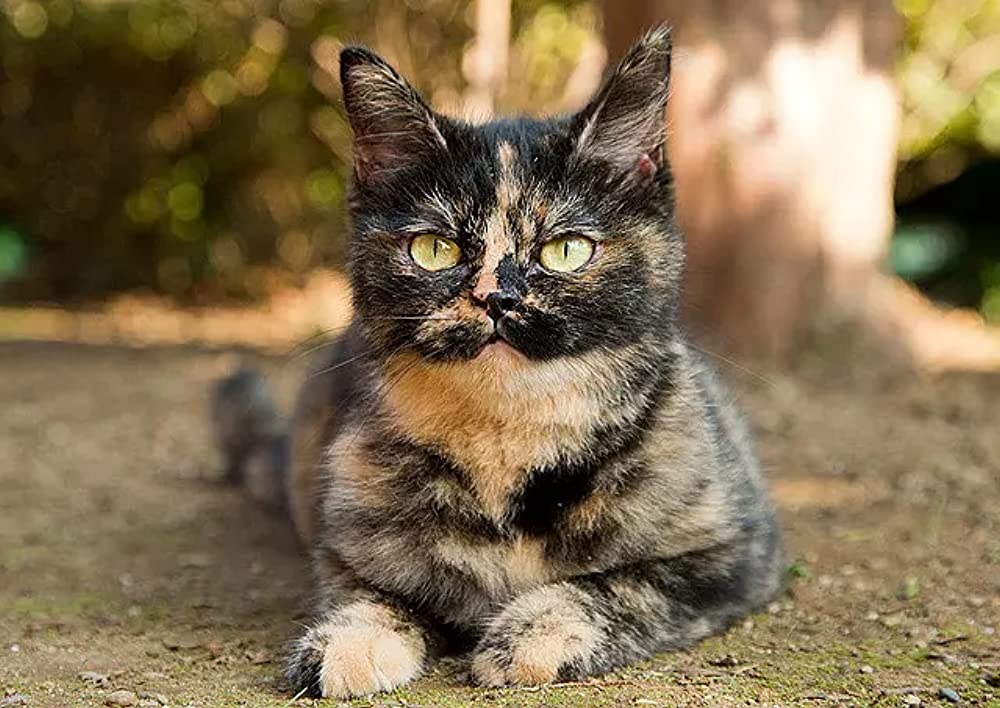 ねこあつめの家の画像