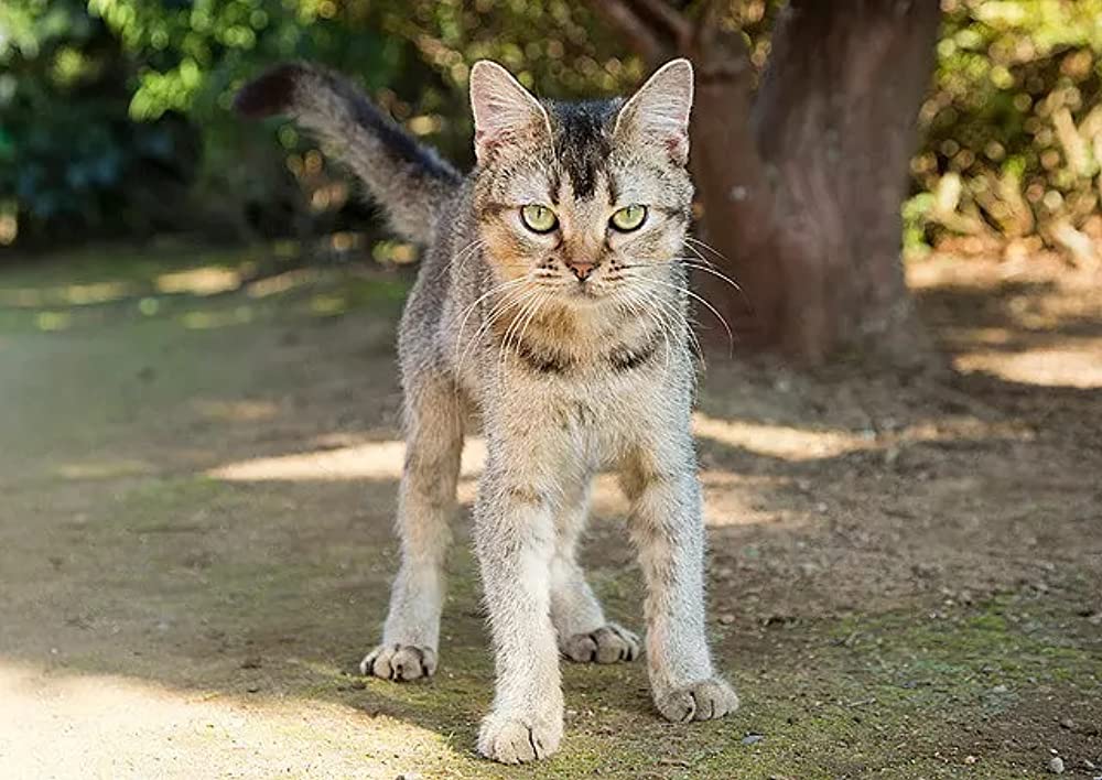 ねこあつめの家の画像