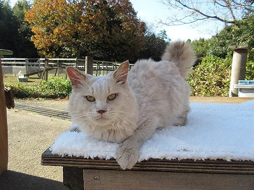 ねこあつめの家の画像
