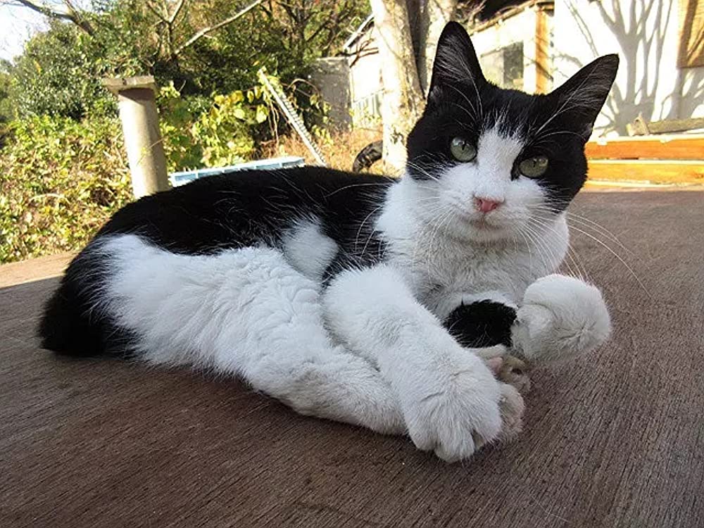 ねこあつめの家の画像