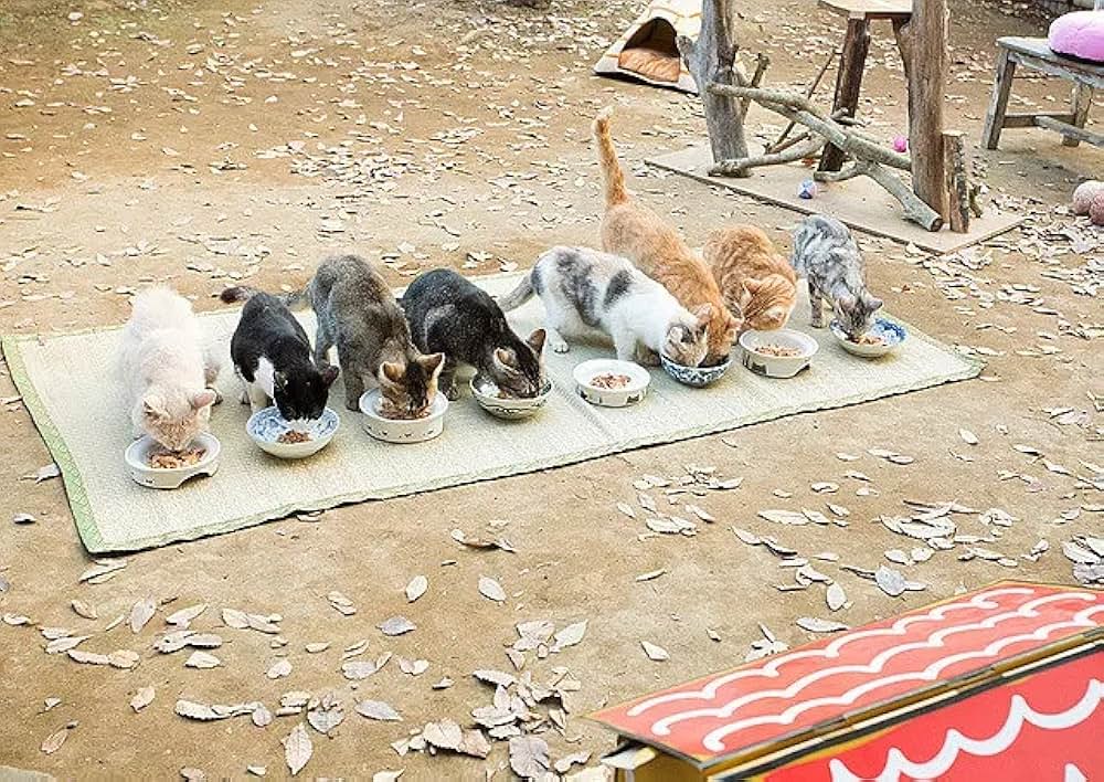 「ねこあつめの家」の画像